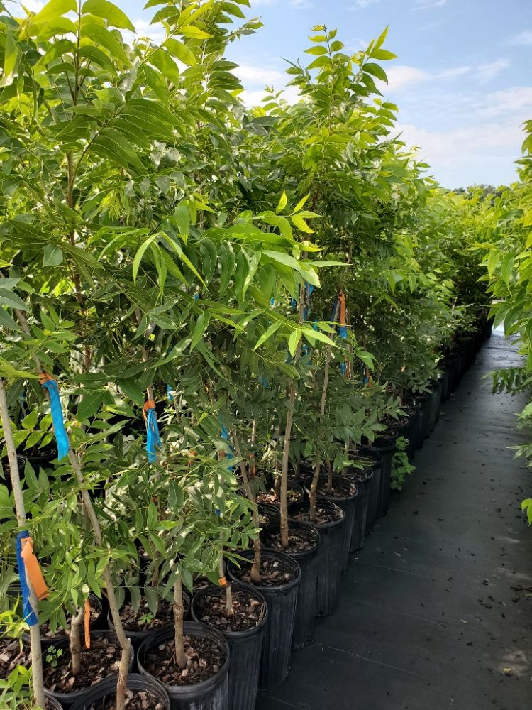 carya-illinoinensis-oconee-northern-pecan
