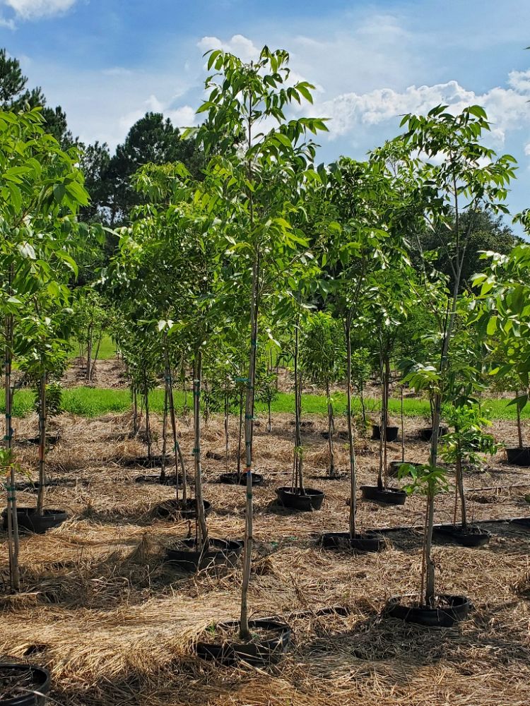 carya-illinoinensis-oconee-northern-pecan