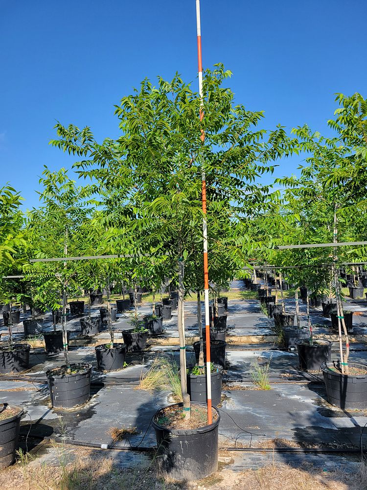 carya-illinoinensis-oconee-northern-pecan
