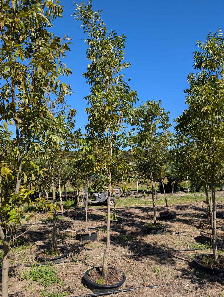 carya-illinoinensis-oconee-northern-pecan