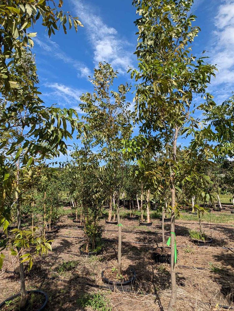 carya-illinoinensis-oconee-northern-pecan