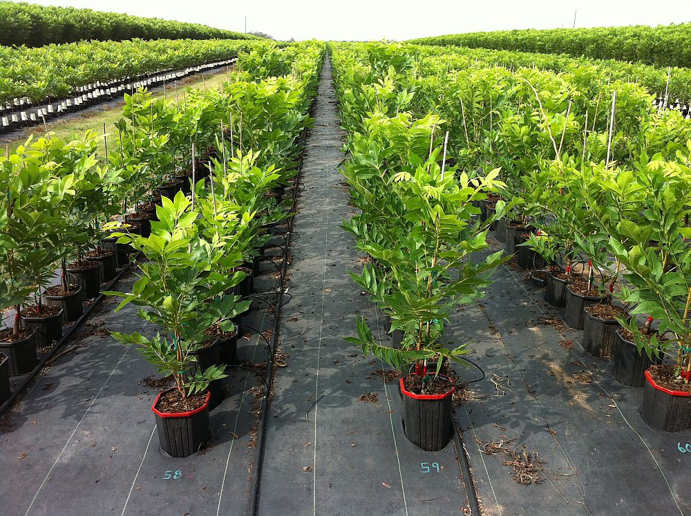 carya-illinoinensis-pawnee-northern-pecan