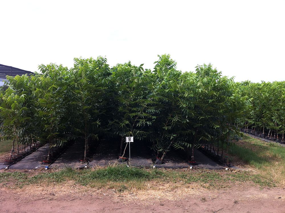 carya-illinoinensis-pawnee-northern-pecan