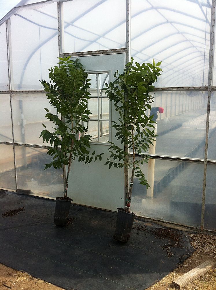 carya-illinoinensis-pawnee-northern-pecan
