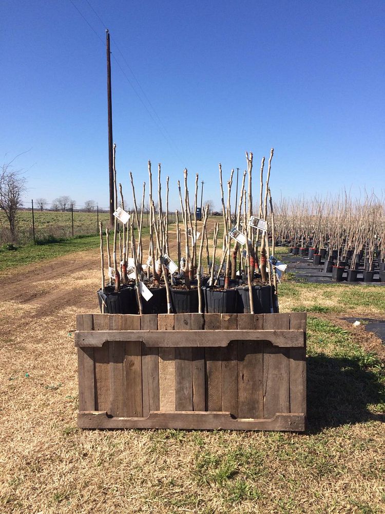 carya-illinoinensis-pawnee-northern-pecan