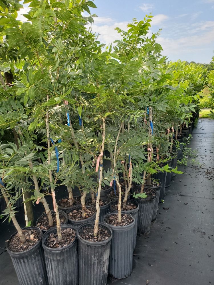 carya-illinoinensis-pawnee-northern-pecan