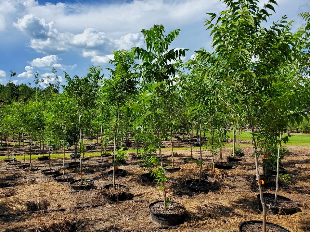 carya-illinoinensis-pawnee-northern-pecan