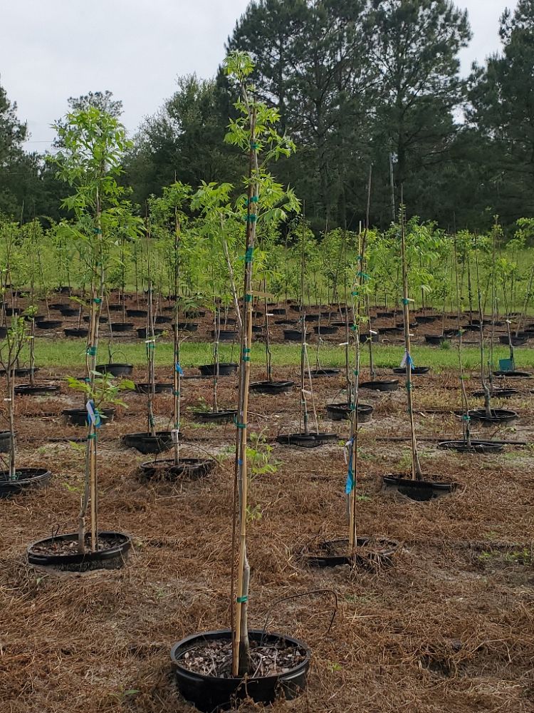 carya-illinoinensis-pawnee-northern-pecan