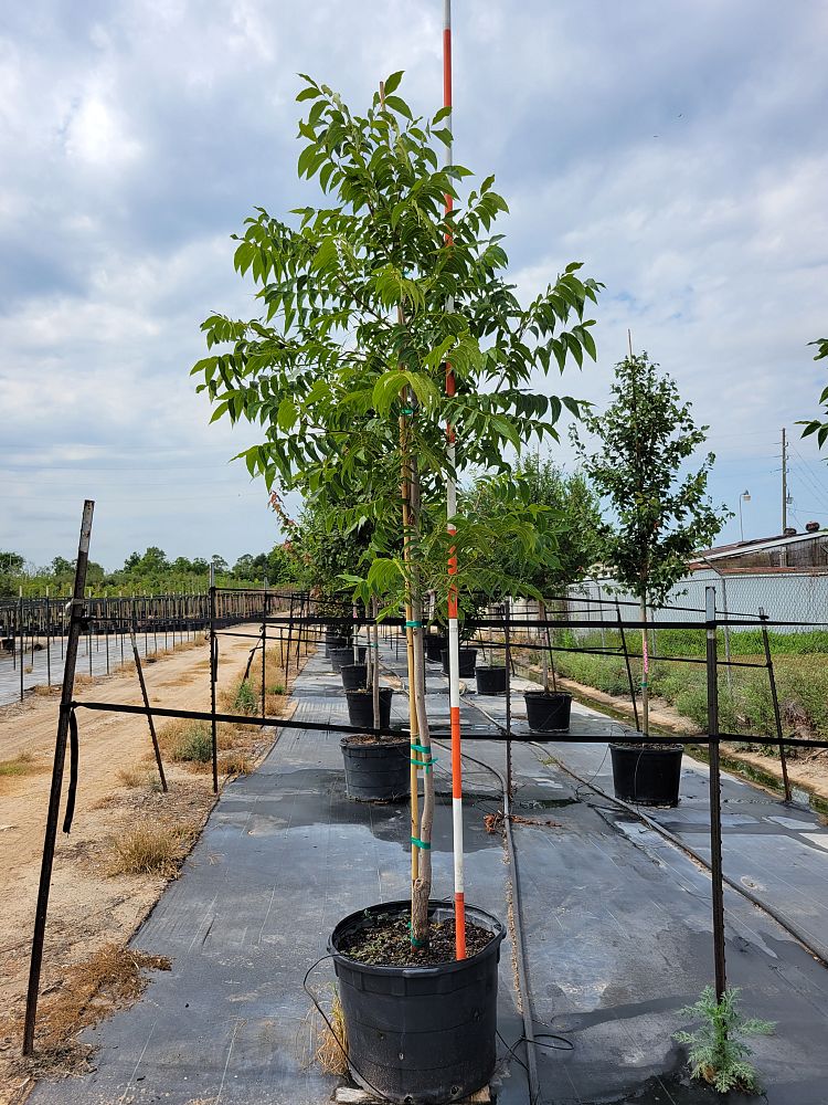 carya-illinoinensis-pawnee-northern-pecan