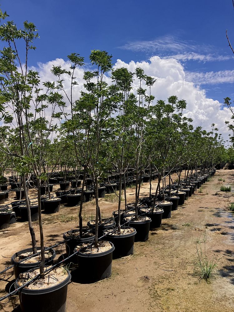 carya-illinoinensis-pawnee-northern-pecan