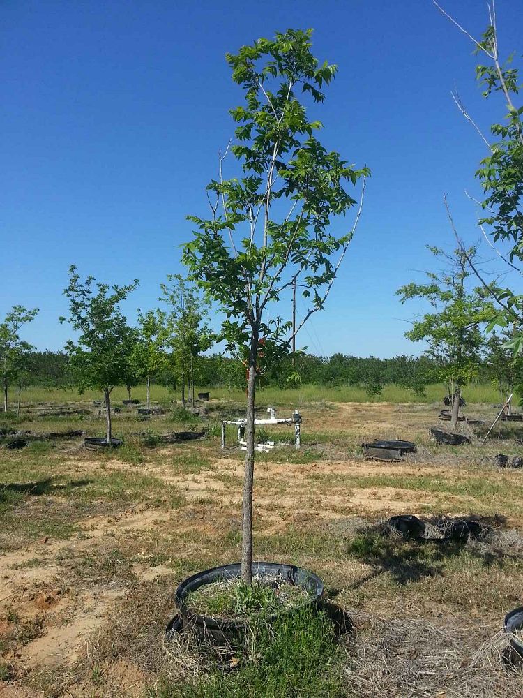 carya-illinoinensis-pecan