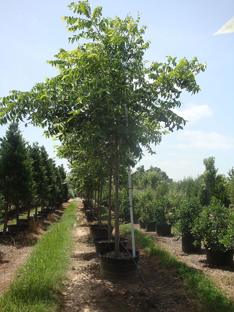 carya-illinoinensis-pecan