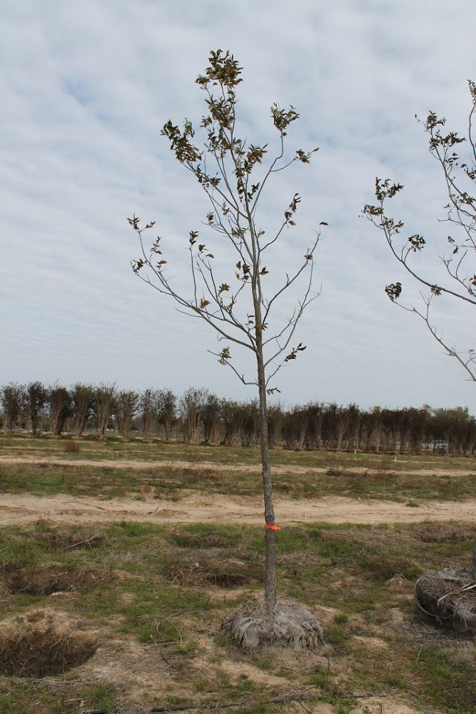 carya-illinoinensis-pecan