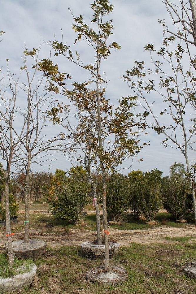 carya-illinoinensis-pecan