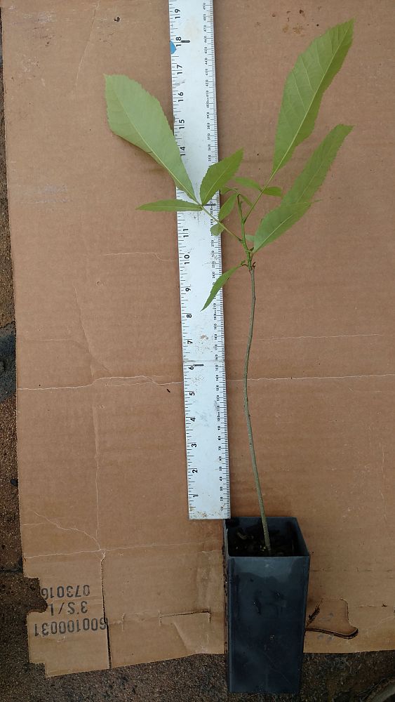 carya-illinoinensis-pecan