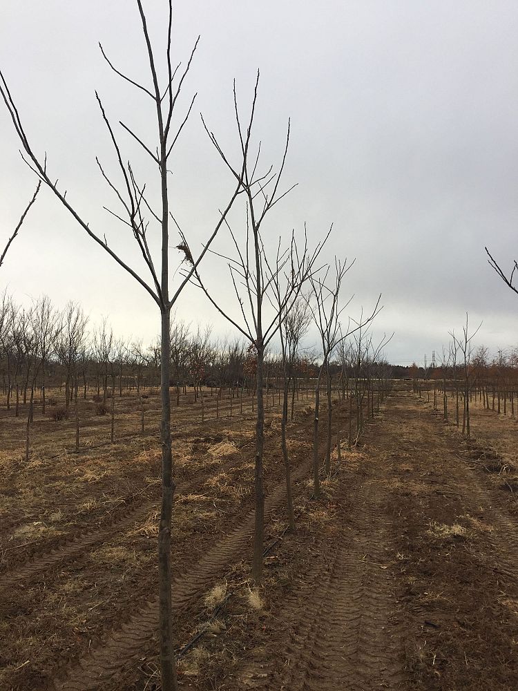 carya-illinoinensis-pecan