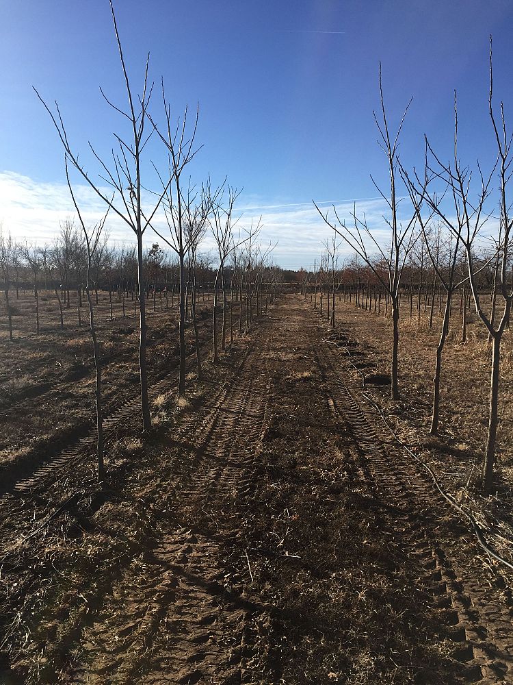 carya-illinoinensis-pecan