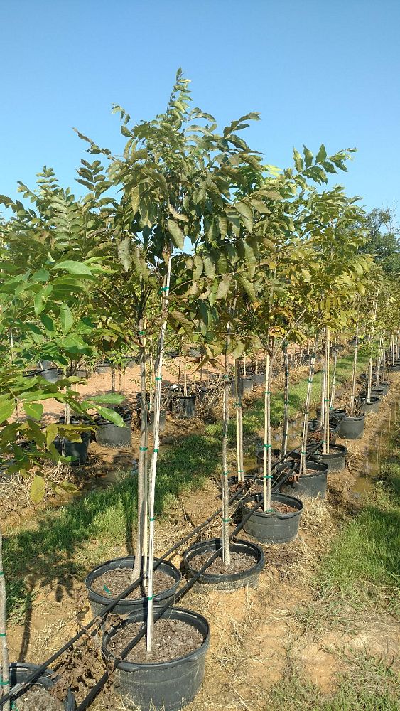 carya-illinoinensis-pecan