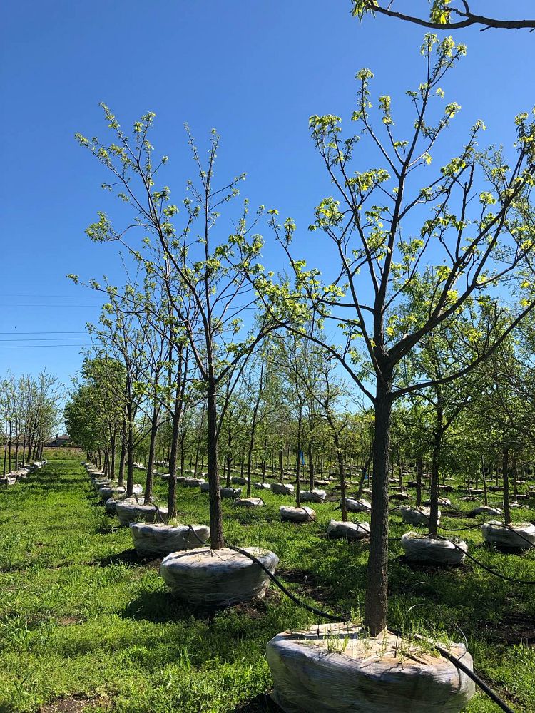 carya-illinoinensis-pecan