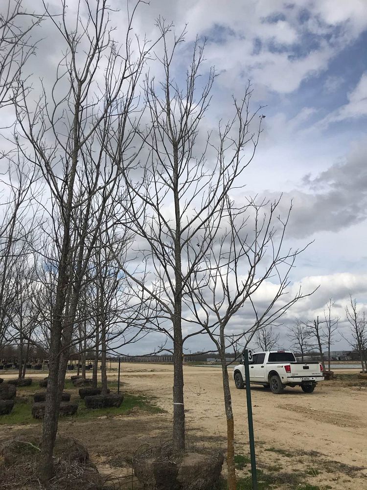 carya-illinoinensis-pecan