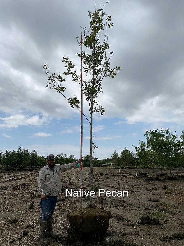 carya-illinoinensis-pecan