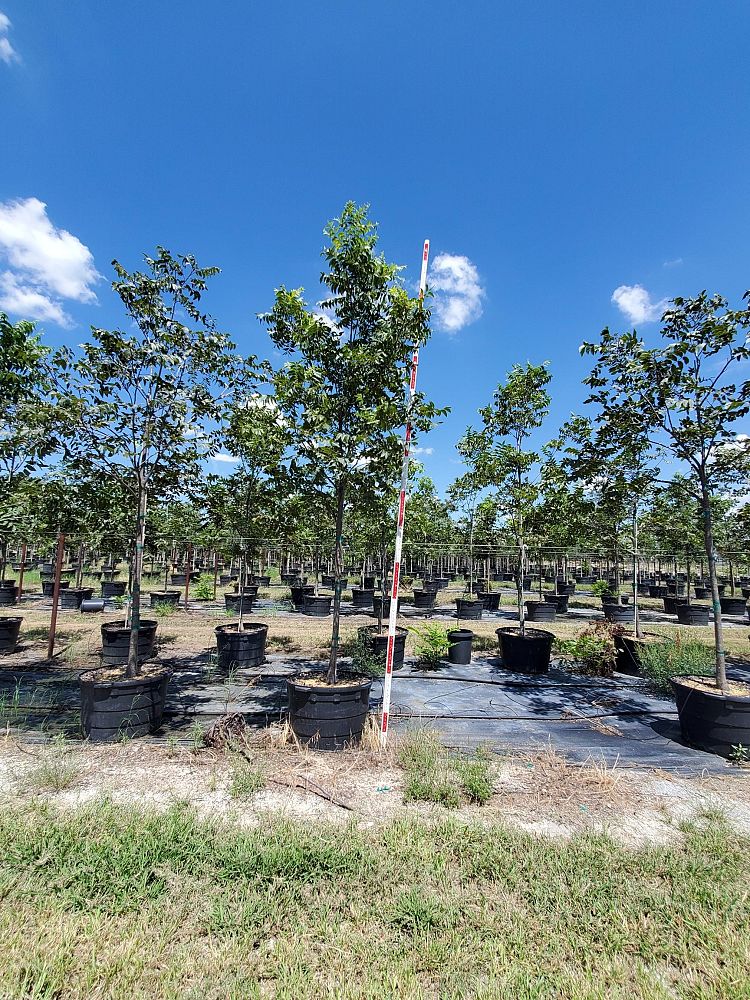 carya-illinoinensis-pecan