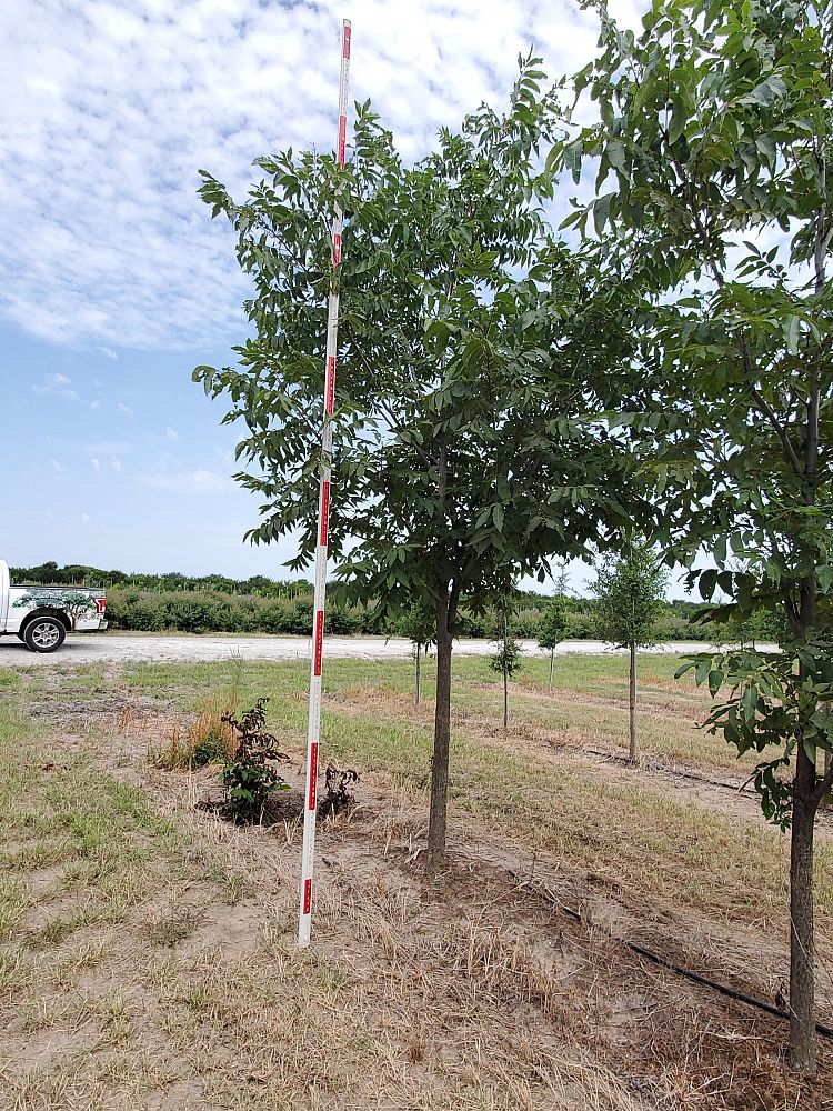 carya-illinoinensis-pecan