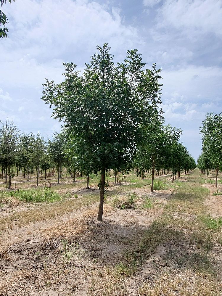 carya-illinoinensis-pecan