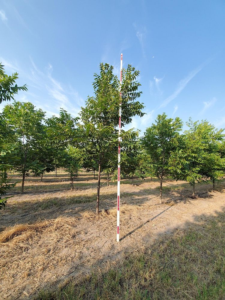 carya-illinoinensis-pecan