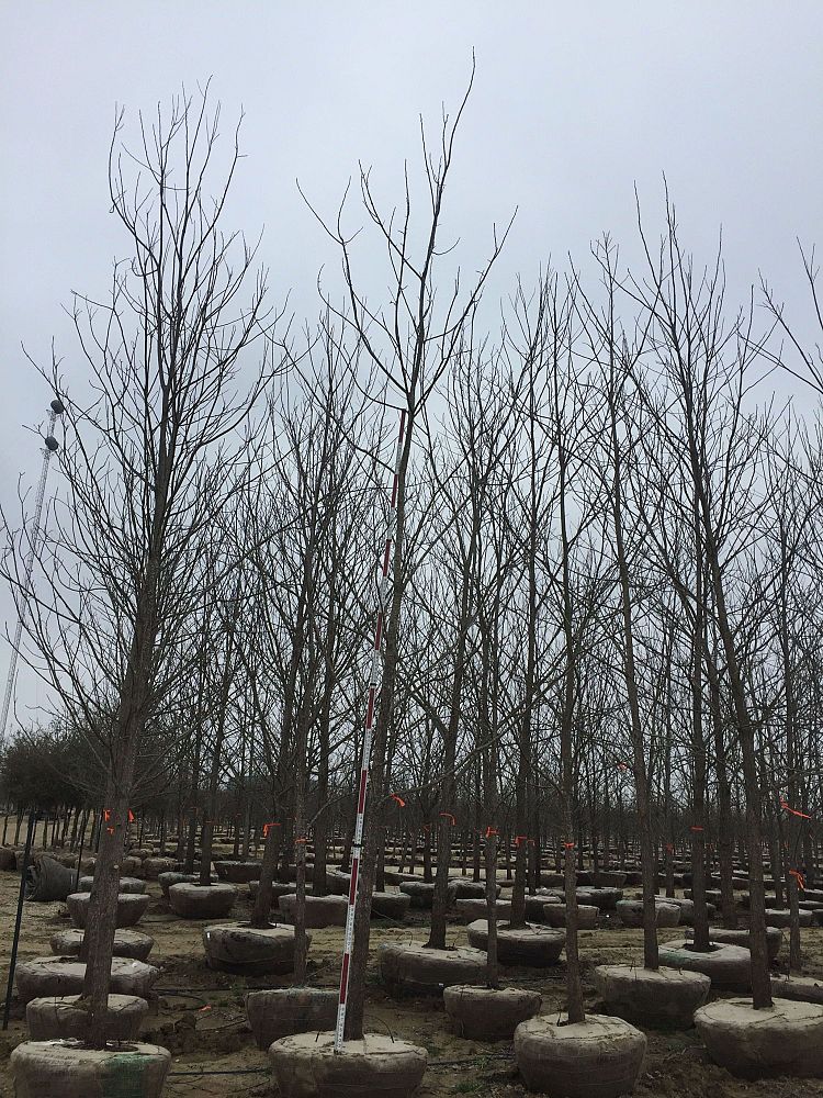 carya-illinoinensis-pecan