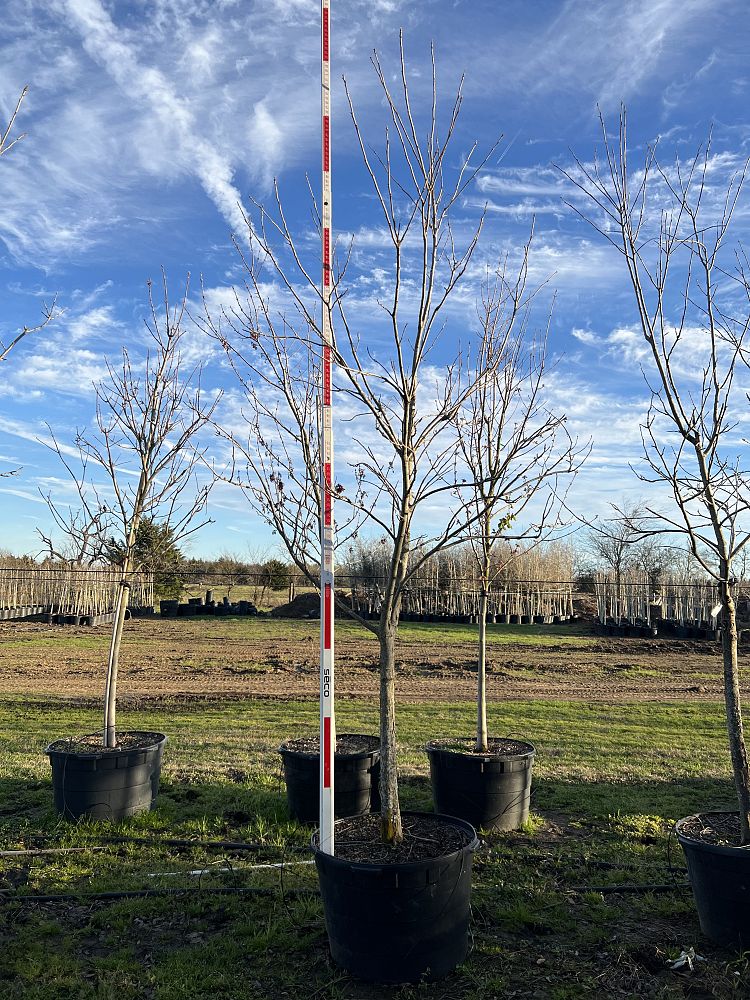 carya-illinoinensis-pecan