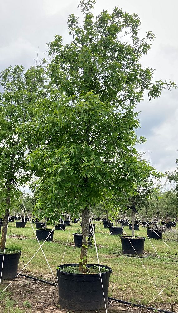 carya-illinoinensis-pecan