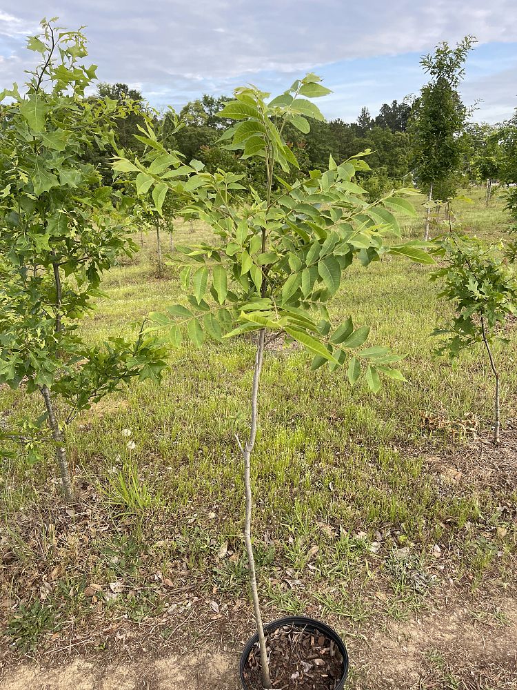 carya-illinoinensis-pecan