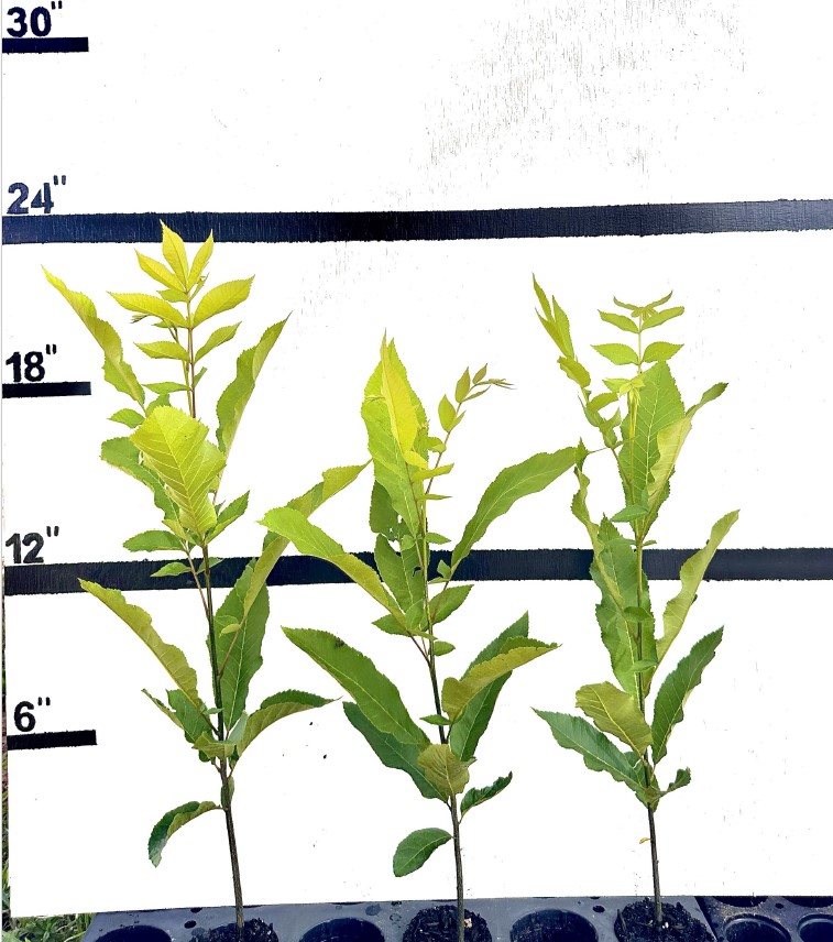carya-illinoinensis-pecan