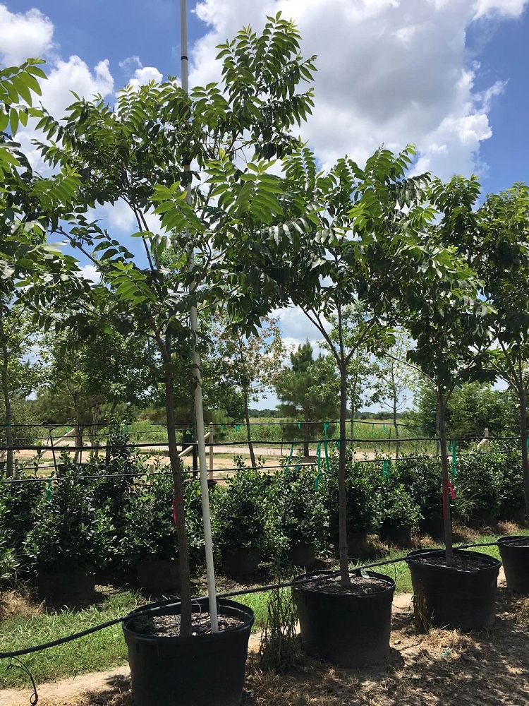 carya-illinoinensis-southern-native-pecan-pecan-pecan