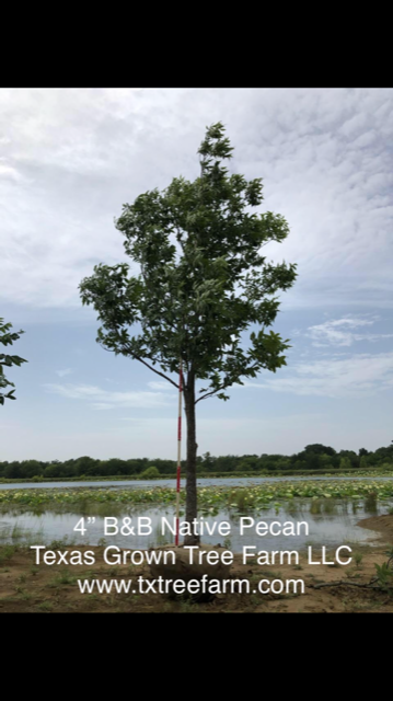 carya-illinoinensis-southern-native-pecan-pecan-pecan