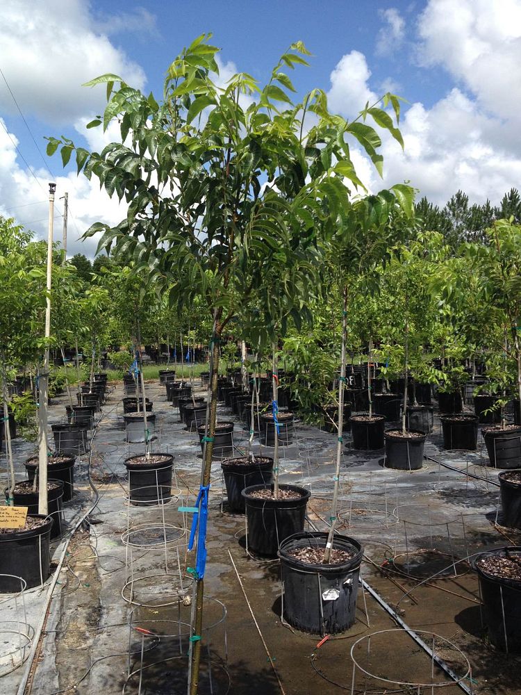 carya-illinoinensis-stuart-northern-pecan