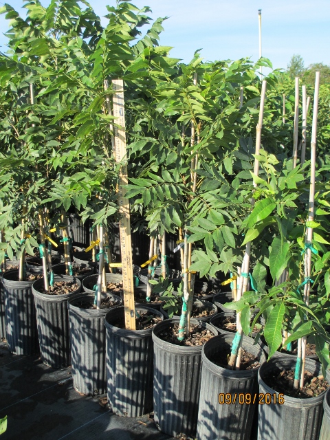 carya-illinoinensis-stuart-northern-pecan