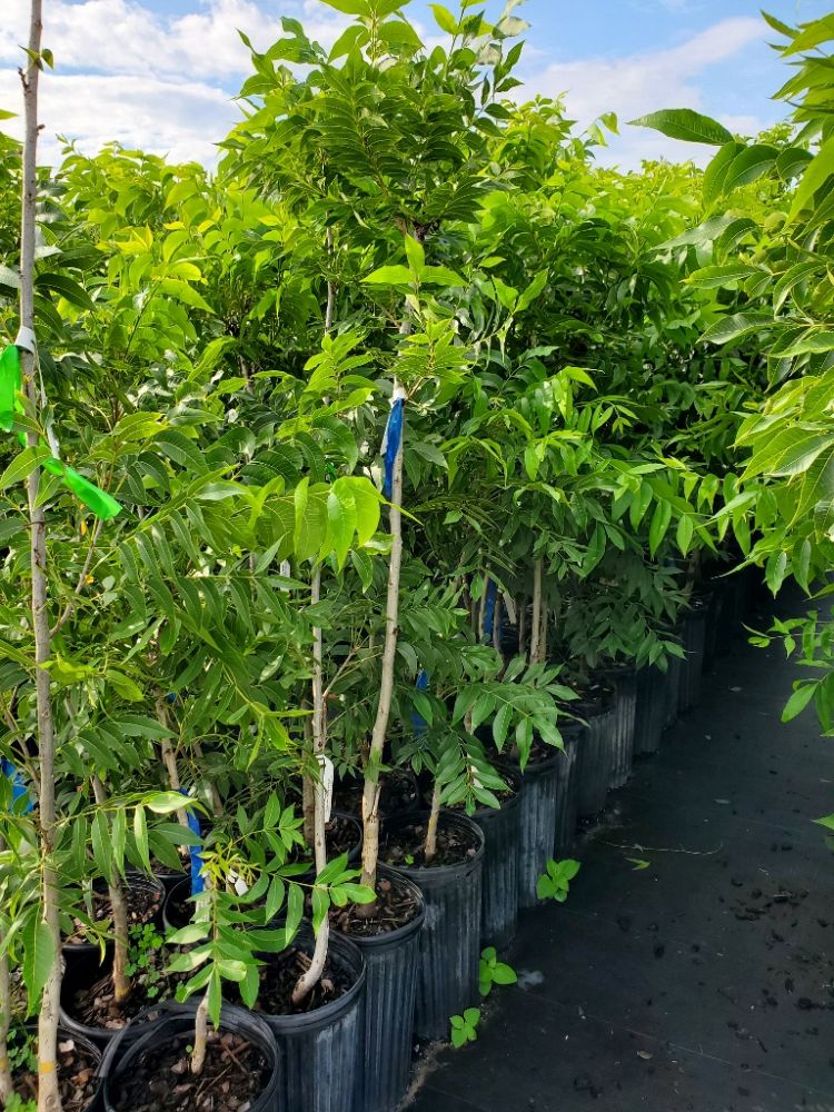 carya-illinoinensis-sumner-northern-pecan