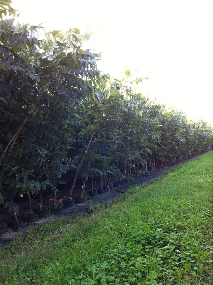 carya-illinoinensis-western-schley-pecan-pecan