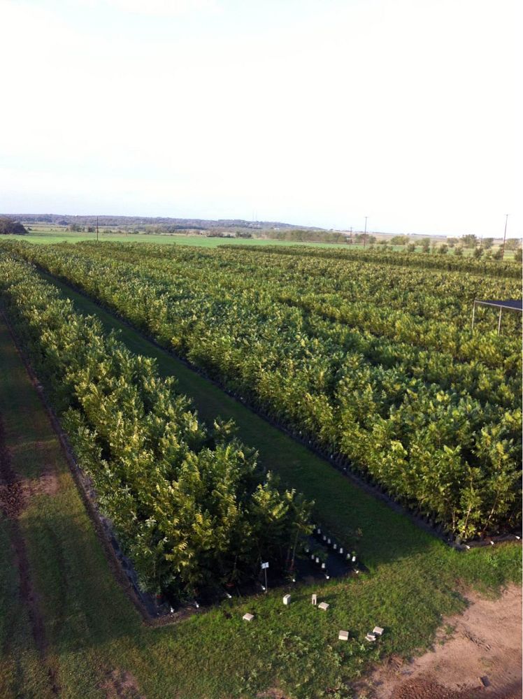 carya-illinoinensis-western-schley-pecan-pecan
