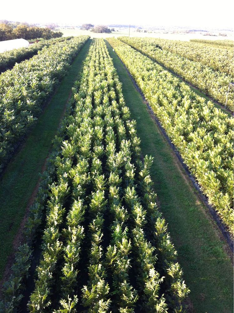carya-illinoinensis-western-schley-pecan-pecan