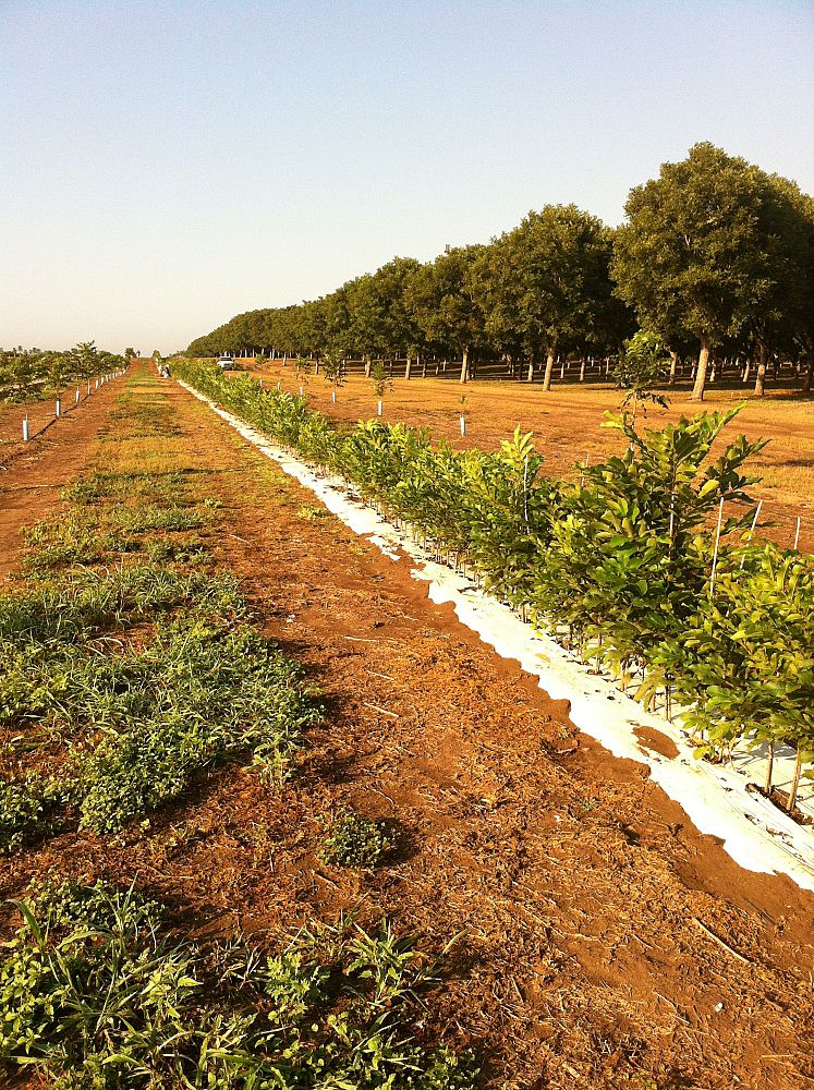 carya-illinoinensis-western-schley-pecan-pecan