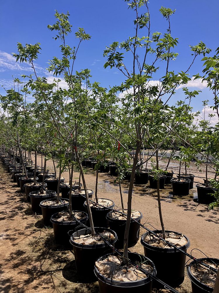 carya-illinoinensis-western-schley-pecan-pecan