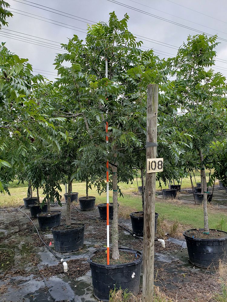 carya-illinoinensis-wichita-pecan