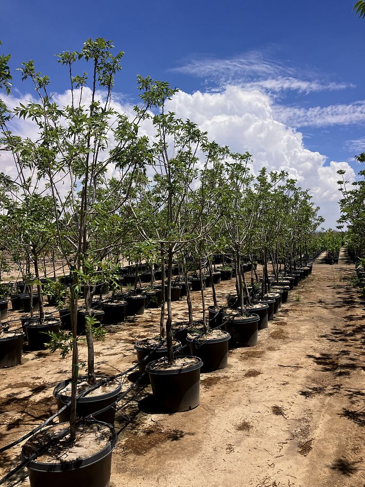 carya-illinoinensis-wichita-pecan
