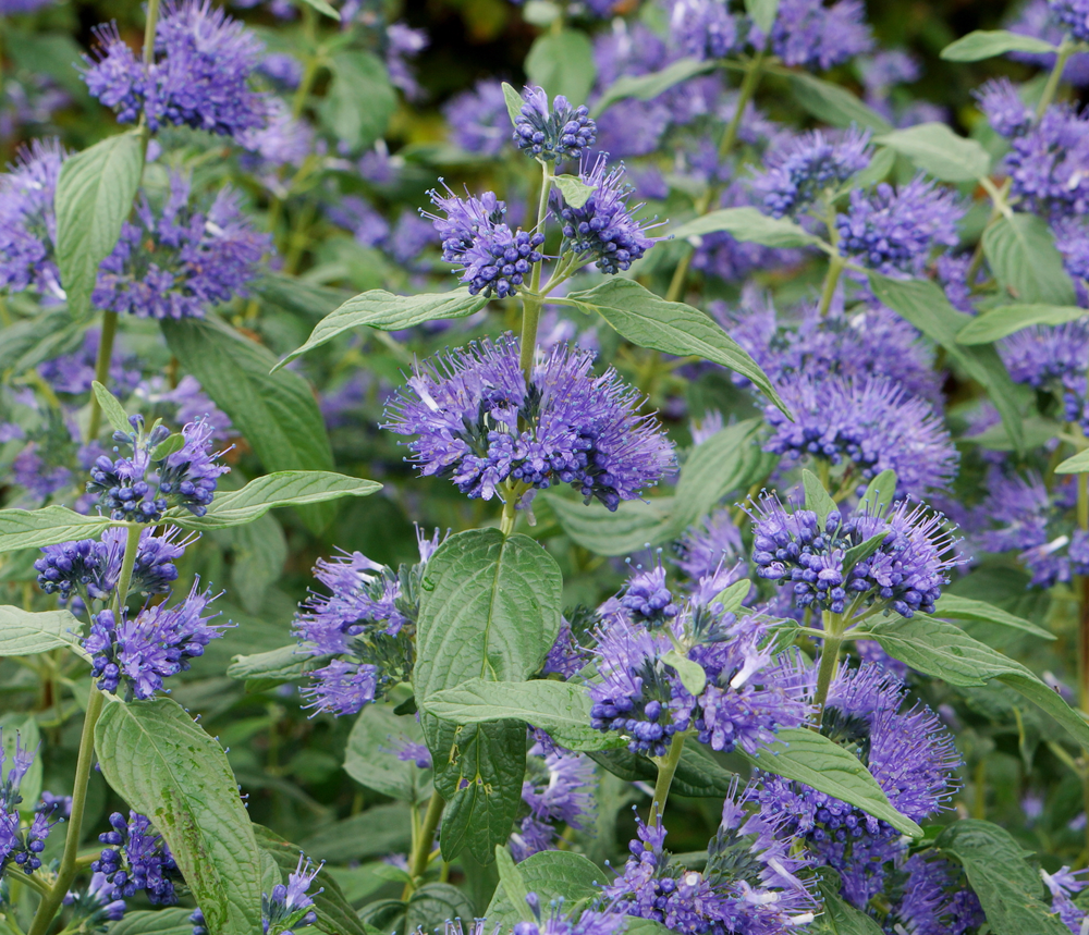 caryopteris-clandonensis-blue-empire-bluebeard-blue-mist-shrub