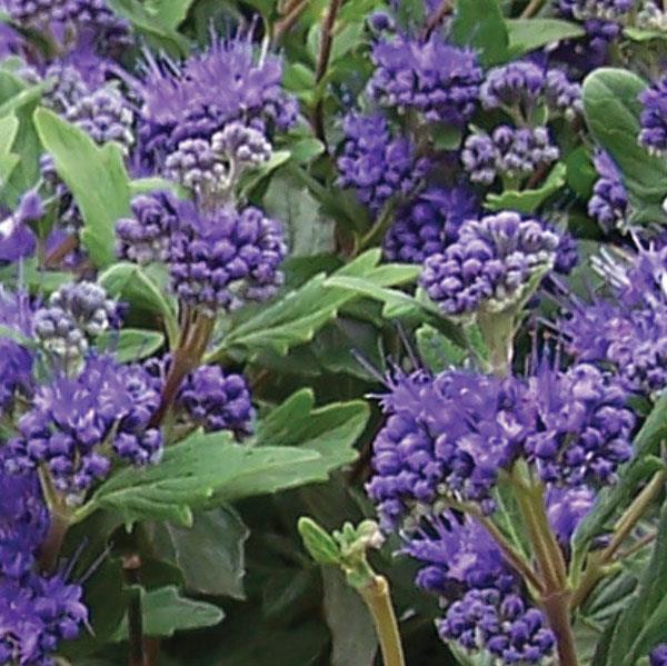 caryopteris-clandonensis-inoveris-grand-bleu-reg-bluebeard