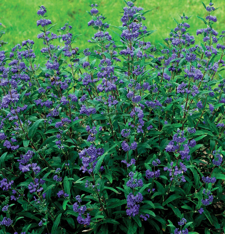 caryopteris