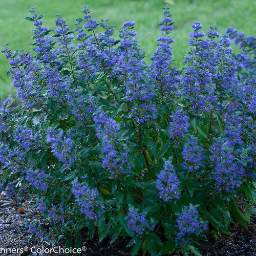 caryopteris-x-clandonensis-ct-9-12-beyond-midnight-reg-bluebeard